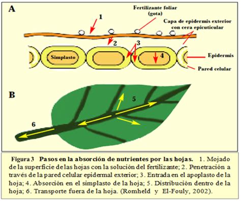 La Absorción De Nutrientes En Fertilización Foliar Intagri S C