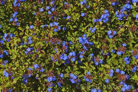 Ceratostigma willmottianum photo at Pictures of Plants stock image library