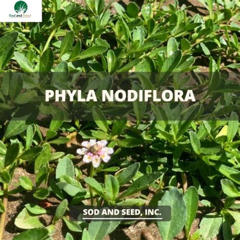 Phyla Nodiflora – Sod and Seed, Inc.