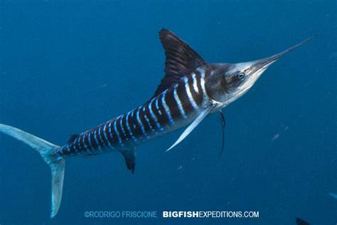 Striped Marlin Big Fish Expeditions