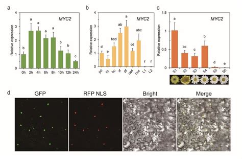 Expression Profile And Subcellular Localization Of Tcmyc2 A Qrt Pcr Download Scientific Diagram