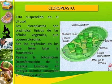 Ciencias Naturales La Celula Y Sus Organelospptx Descarga Gratuita