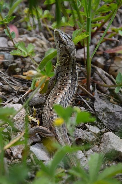 L Zard Reptile Des Sables Photo Gratuite Sur Pixabay Pixabay