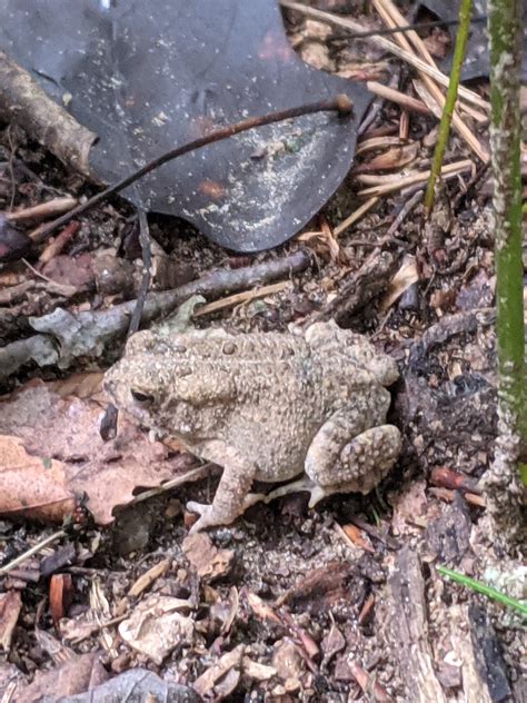 Maryland Biodiversity Project Record Id