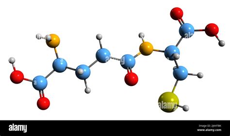 D Image Of Gamma L Glutamyl L Cysteine Skeletal Formula Molecular