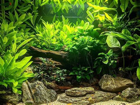 Pin By Marzena Szymanowska On Akwarystyka Fish Tank Terrarium