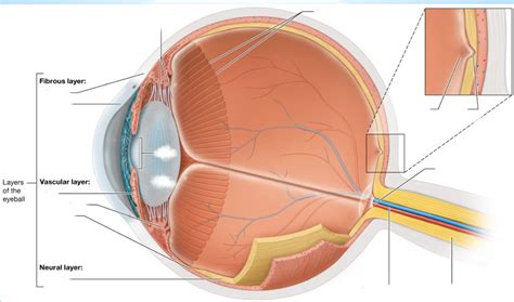 PARTS OF EYE Diagram | Quizlet