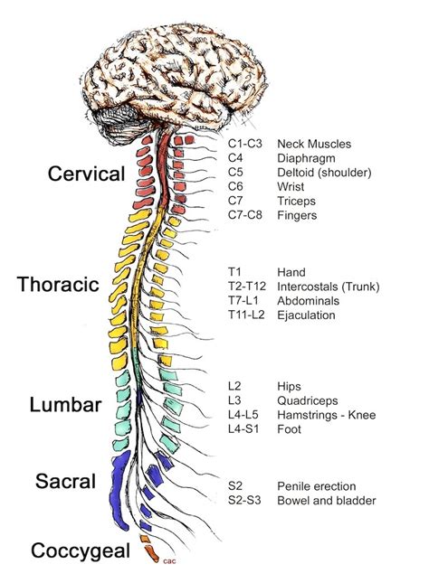 Spinal Cord Diagram And Function Spinal Cord Function Struct