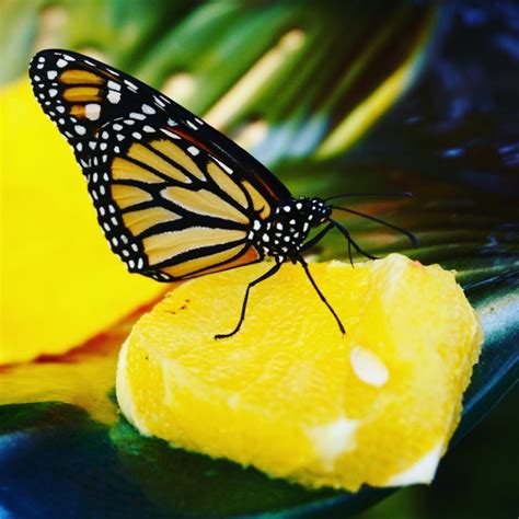 Museum of Nature gets tropical with Butterflies in Flight – Apartment613