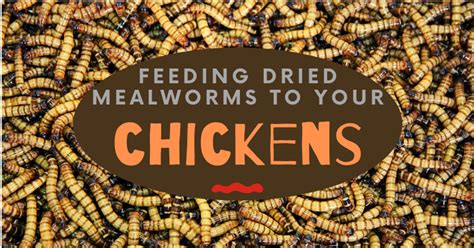 Feeding Dried Mealworms To Your Chickens | BackYard Chickens - Learn How to Raise Chickens