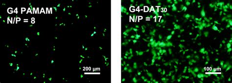 Fig S Egfp Expressions In Hek Cells Mediated By G Pamam And G