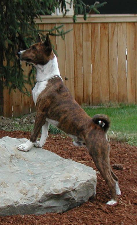 brindle basenji - get domain pictures - getdomainvids.com