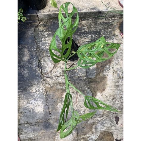 Jual Tanaman Hias Monstera Obliqua Philodendron Swiss Janda Bolong