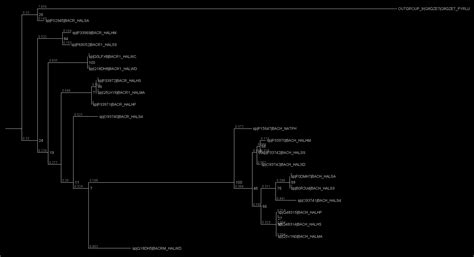 Alignment And Phylogenetic Inference With Hmmalign And RAxML Ng The