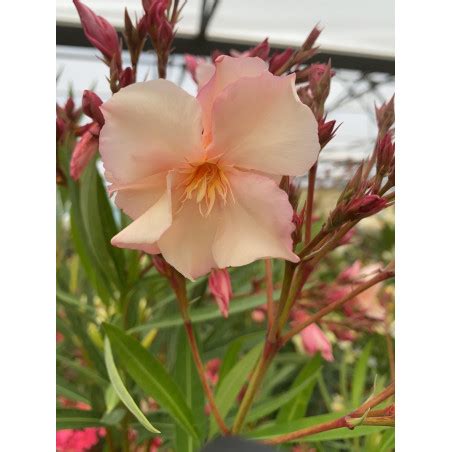 Nerium Oleander Souvenir De Michel Laurier Rose L Ombre Des Figuiers