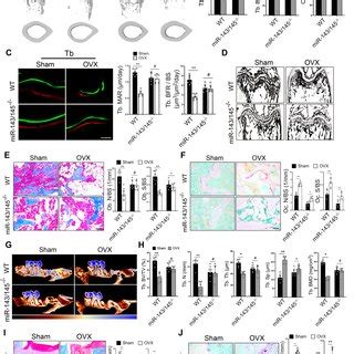 Clustering Analysis Of Single Cell RNA Seq Data From Murine Lungs A