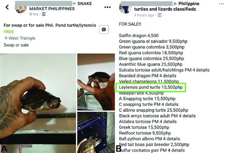 A B Philippine Forest Turtles Offered For Sale In Facebook Groups