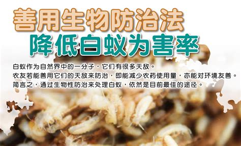 善用生物防治法 降低白蚁为害率 农牧世界