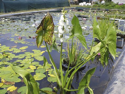 Строительство пруда. С чего начать? | L&A | Ландшафт і архітектура