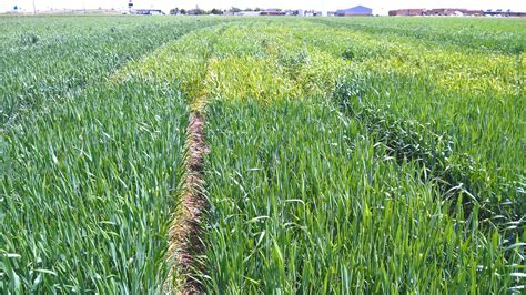 AgriLife Research Survey Triticum A Major Player In Wheat Crop