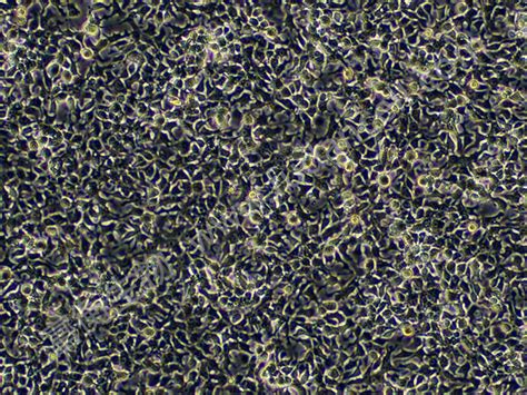 鸡肝癌细胞LMH ATCC CRL 2117 上海富衡生物科技有限公司