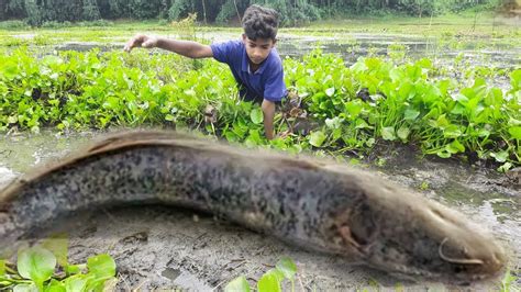 Big Fishing Video Best Catching Many Catfish In Mud Water By Hand