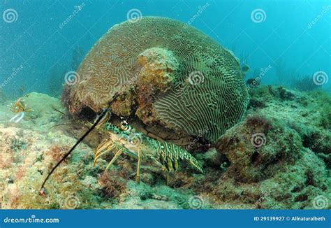 Caribbean Spiny Lobster Natural Habitat Stock Photos - Free & Royalty ...