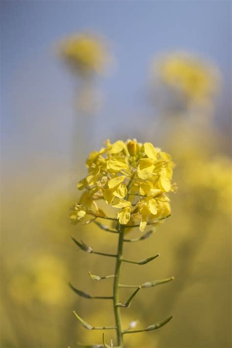 Rapeseed (Brassica Napus) Flower Stock Image - Image of wild, spring: 114807129