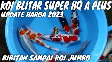 Update Harga Ikan Koi Blitar Grade Hq A Super 2023 Youtube