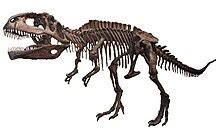 giganotosaurus carolinii wikipedia