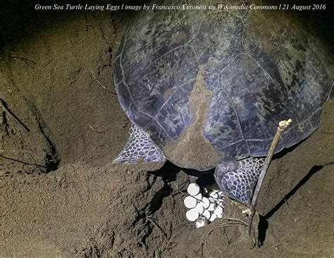 When Do Turtles Lay Eggs In Hawaii Turtlean