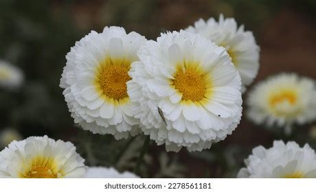 2,167 Shasta Daisy Flowers Images, Stock Photos & Vectors | Shutterstock