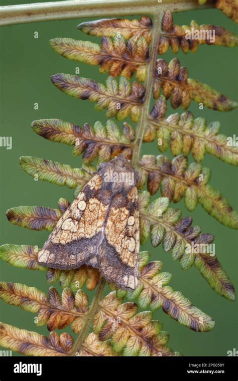 Gortyna Ochracea Xanthoecia Flavago Frosted Orange Moth Gortyna