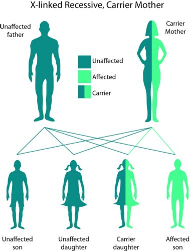 Sex Linked Traits Bsc109 Biology I