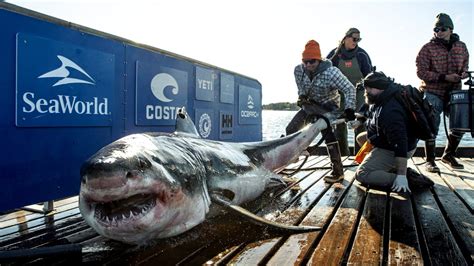 Great White Sharks Just Visiting Key News