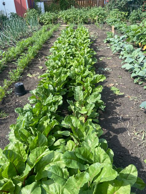 Conquering Weeds: Effective Strategies for Tackling Garden Intruders