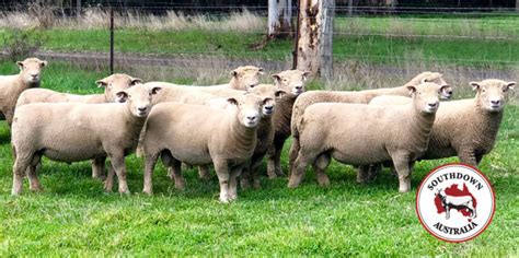 Southdown Sheep Society, NZ » Southdown News