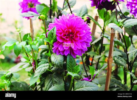 flower dahlia  garden  res stock photography  images alamy
