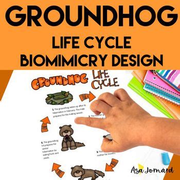 Groundhog Life Cycle | Biomimicry Design Nature Compatible with NGSS in 2023 | Life cycles ...