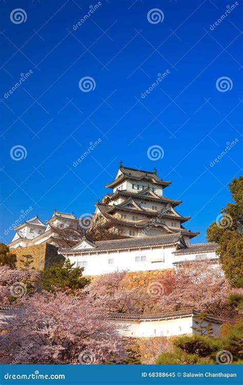 Cherry Blossoms An Himeji Schloss In Himeji Kobe Japan Stockbild