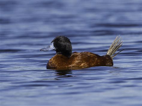 Foto Marreca Rabo De Espinho Oxyura Vittata Por Sergio Gregorio