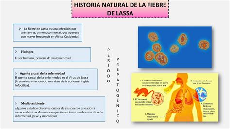 Fiebre De Lassa Hantavirus Nikolle Villaprado Zambrano Udocz