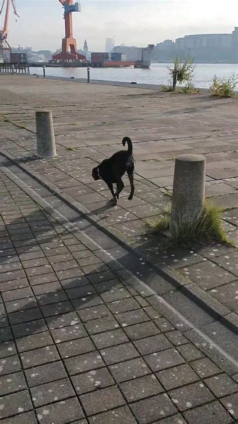 Energetic Doggy Burns Energy With Dog Parkour