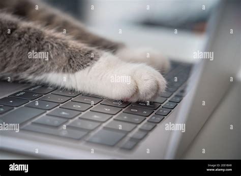 Cat working on computer. Funny photo of cat paws typing, texting or ...