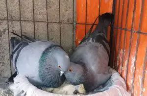 Pigeon Milk: Understanding Its Role in Chick Growth and Survival