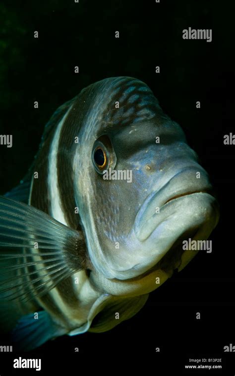 Cyphotilapia Frontosa Cíclidos Del Lago Tanganika En África Fotografía