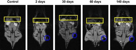 Typical Series Of Mri Images Of A Wistar Rat Treated With 50 Mgkg Of