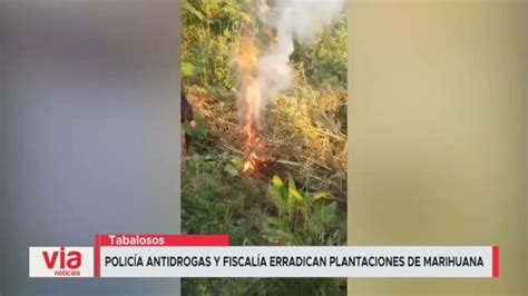 Policía antidrogas y fiscalía erradican plantaciones de marihuana VIA