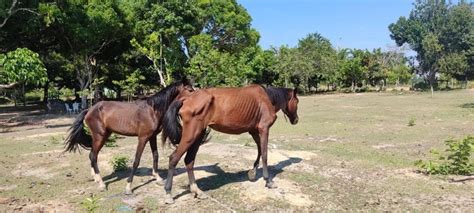 Seis cavalos em situação de maus tratos são resgatados no Amazonas