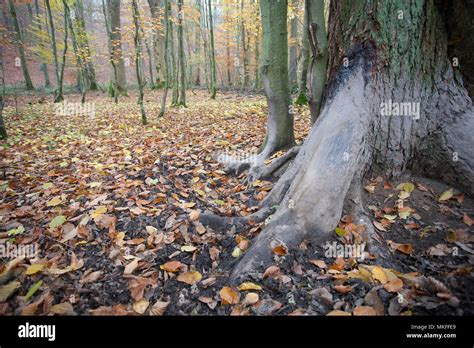 Trunk rubbed by Wild boars (Sus scrofa) near a sludge, Ardennes, Belgium Stock Photo - Alamy